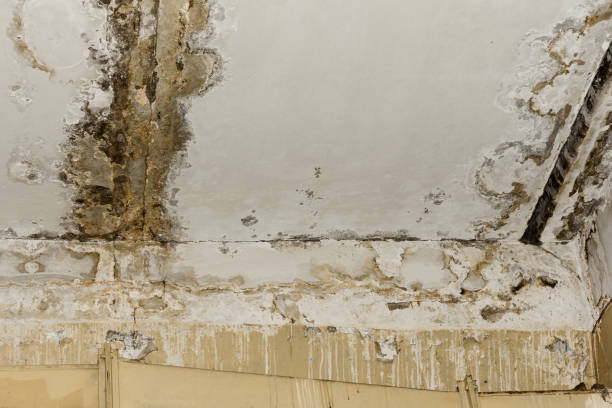 Best Mold Prevention Services  in Argentine, MI