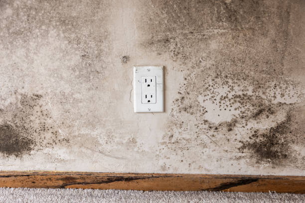 Best Industrial Mold Remediation  in Argentine, MI