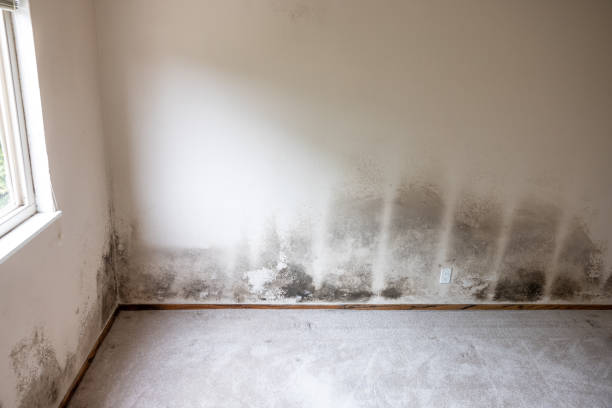  Argentine, MI Mold Removal Pros