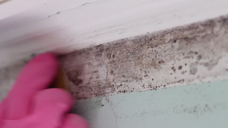 Best Biohazard Mold Removal  in Argentine, MI